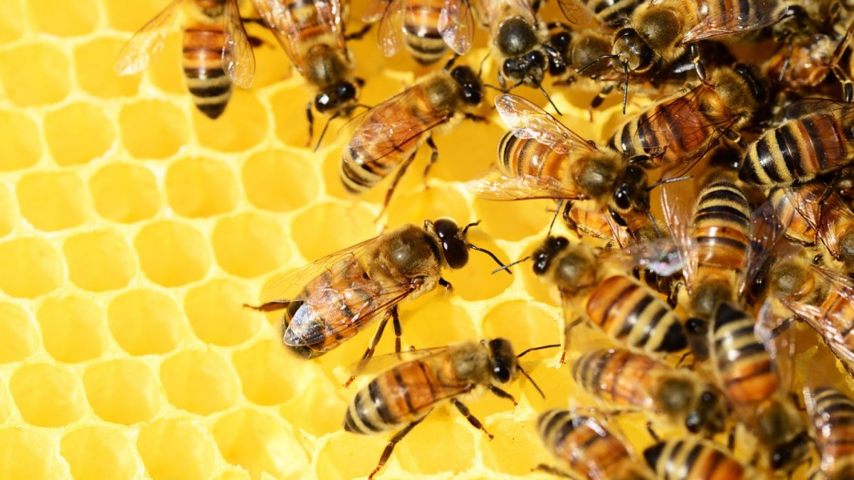 Comment installer une ruche d'abeilles ?