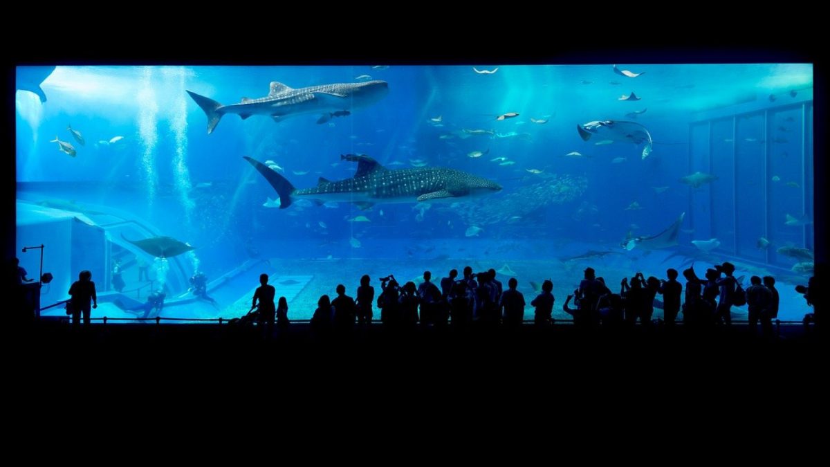 Pourquoi installer un aquarium chez soi ?