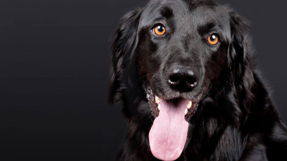 Quels accessoires pour la sécurité d’un chien de chasse ?