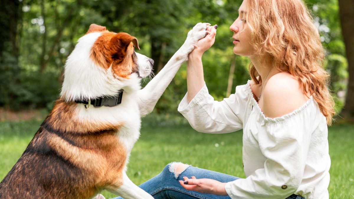 Assurance chien : protégez votre compagnon à quatre pattes en toute sérénité !