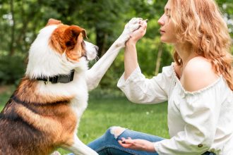 Assurance chien : protégez votre compagnon à quatre pattes en toute sérénité !