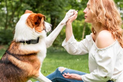 Assurance chien : protégez votre compagnon à quatre pattes en toute sérénité !