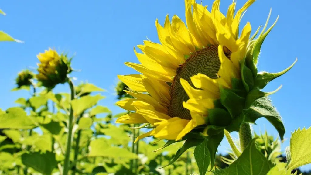 Choisissez bien votre salon de jardin