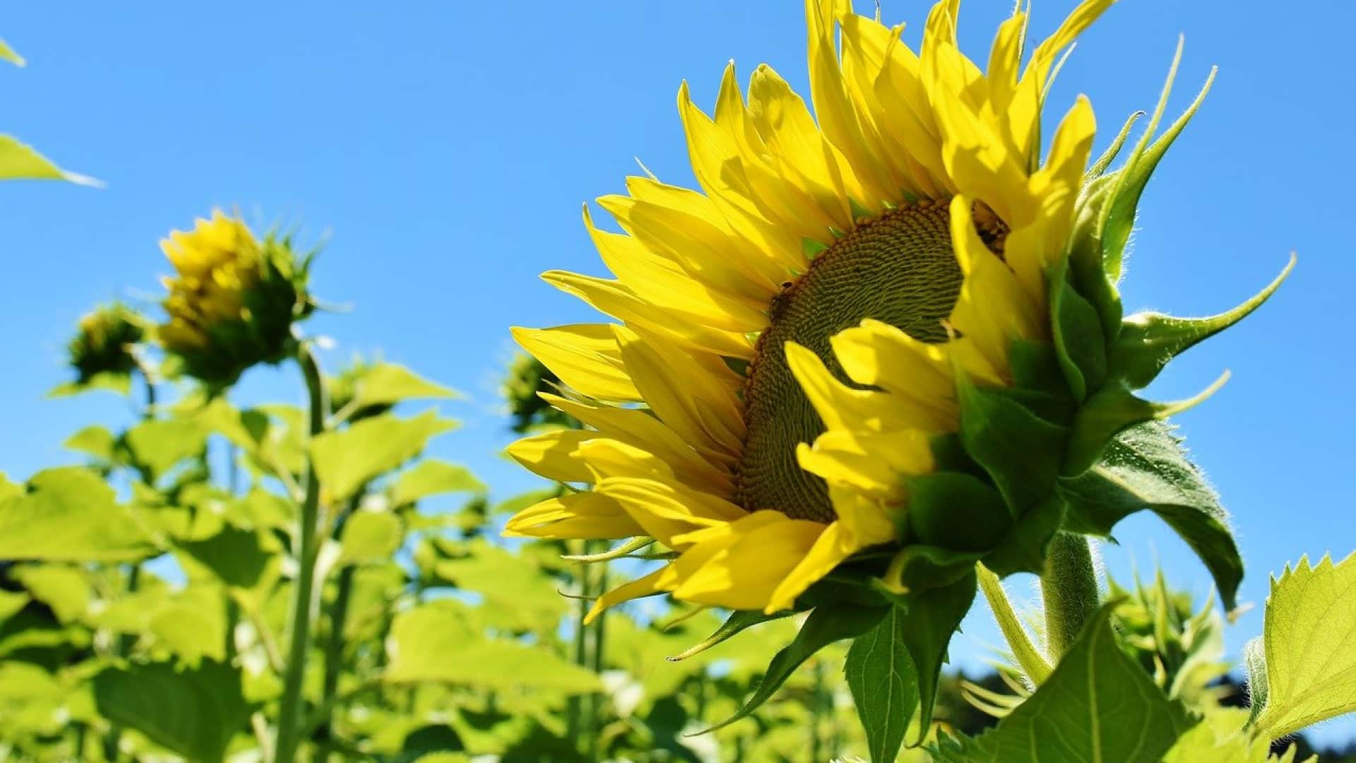 Choisissez bien votre salon de jardin