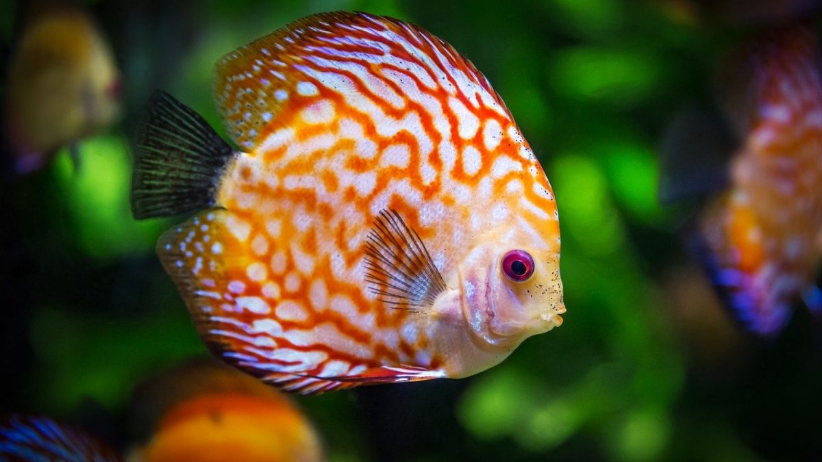 Comment faire nettoyer son aquarium avec des poissons-nettoyeurs