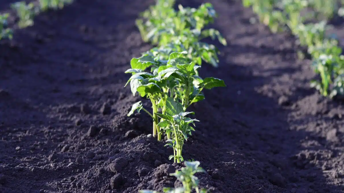 Comment obtenir un beau potager ?