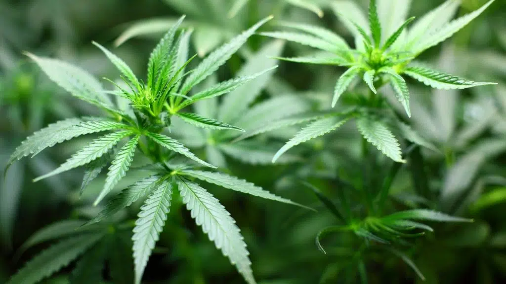 Quel matériel adopter pour faire pousser le cannabis dans votre jardin ?
