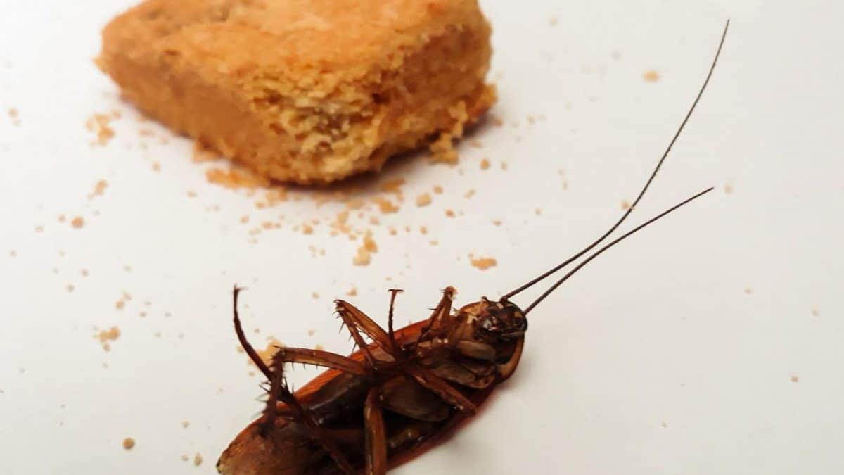 Quelles sont les maladies que les blattes peuvent transmettre ?