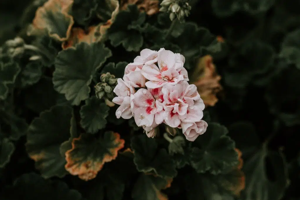Rhizome : exemple de variétés de plantes à rhizomes